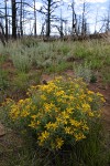 Hairy False Goldenaster w/ burned forest bkgnd