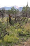 Hairy False Goldenasters among burned trees w/ Baldy Mtn. bkgnd