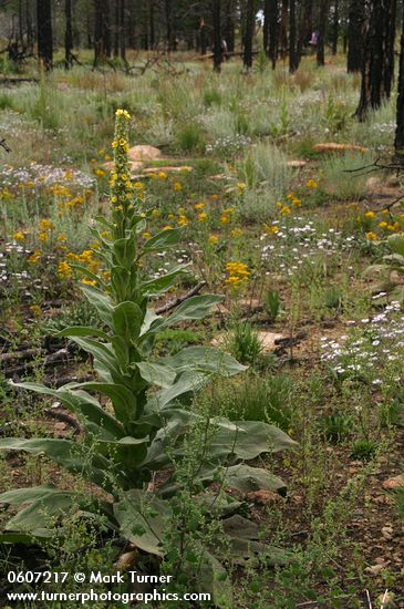 Verbascum thapsus; Erigeron trinervis; Solidago simplex