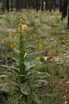 Common Mullein stands above grasses, Three-nerved Daisies, Narrow Goldenrod w/ burned forest bkgnd