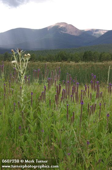 Verbena macdougalii; Cirsium pallidum