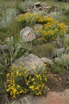 Hairy False Goldenasters among lichen-covered sandstone