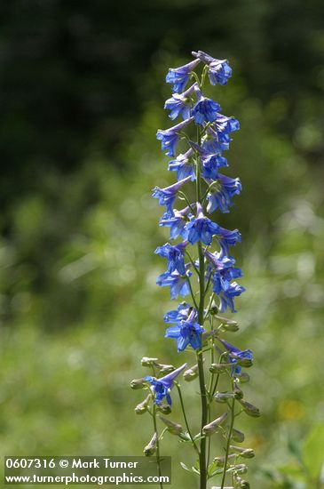 Delphinium scopulorum