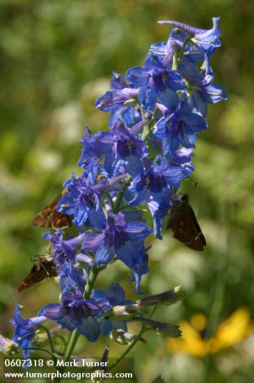 Delphinium scopulorum