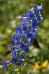 Rocky Mountain Larkspur blossoms w/ butterflies