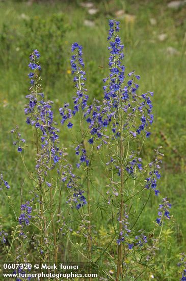 Delphinium scopulorum