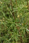 Rocky Mountain Larkspur cauline leaves