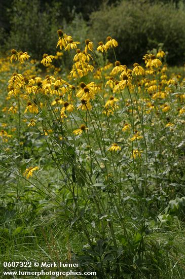 Rudbeckia laciniata