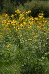 Cutleaf Coneflowers