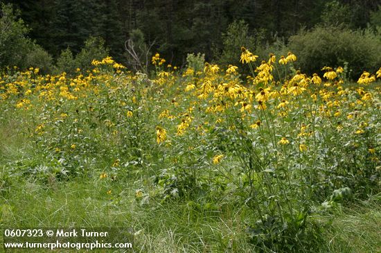 Rudbeckia laciniata