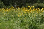 Cutleaf Coneflowers