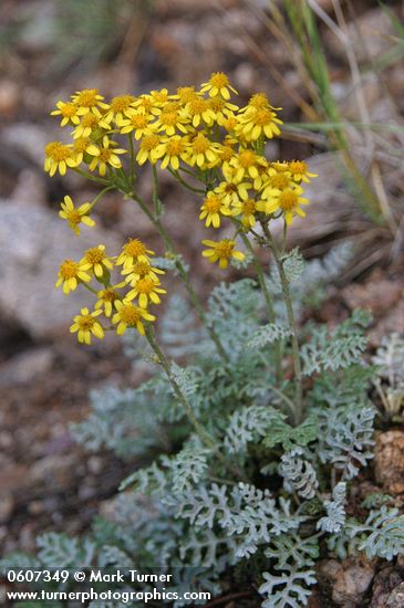 Packera fendleri (Senecio fendleri)