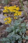 Fendler's Ragwort (Notchleaf Groundsel) along Copper Park to Baldy Tr