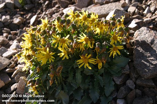 Senecio taraxacoides