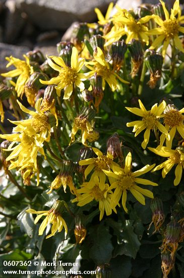 Senecio taraxacoides