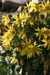 Dandelion Butterweed (Dandelion Ragwort)