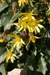 Dandelion Butterweed (Dandelion Ragwort) blossoms & foliage detail