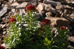 King's Crown Sedum among alpine scree