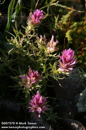 Castilleja haydenii