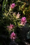 Purple Paintbrush (Hayden's Paintbrush)