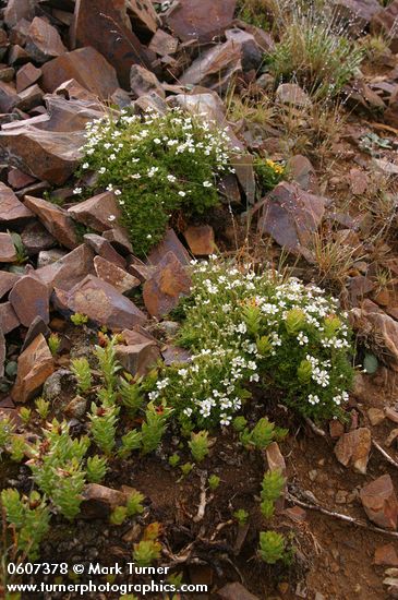 Minuartia obtusiloba (Arenaria obtusiloba); Rhodiola integrifolia ssp. integrifolia; Senecio taraxacoides