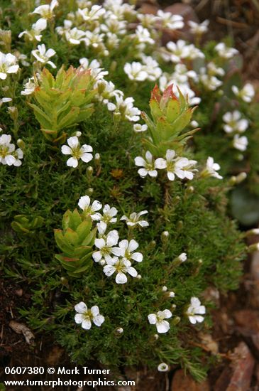 Minuartia obtusiloba (Arenaria obtusiloba)