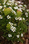 Alpine Sandwort