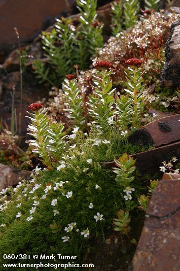 Minuartia obtusiloba (Arenaria obtusiloba); Rhodiola integrifolia ssp. integrifolia