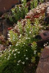 Alpine Sandwort w/ King's Crown Sedum