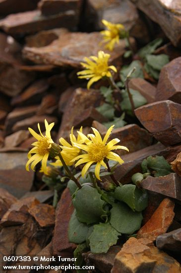 Senecio taraxacoides