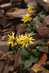 Dandelion Butterweed (Dandelion Ragwort) on alpine scree