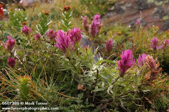 Castilleja haydenii