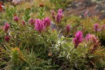 Purple Paintbrush (Hayden's Paintbrush)