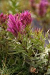 Purple Paintbrush (Hayden's Paintbrush)