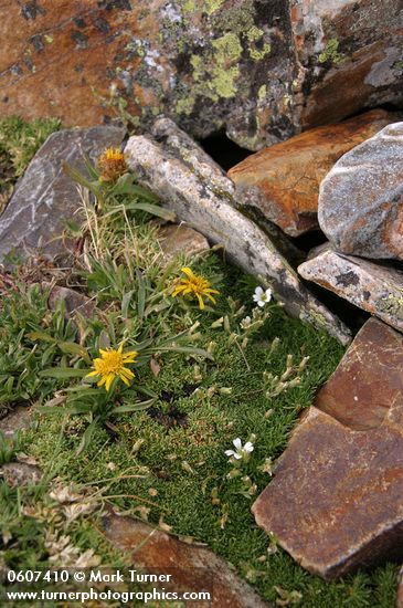 Minuartia obtusiloba (Arenaria obtusiloba)