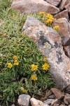 {unidentified} among rocks on Baldy summit