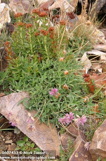 Trifolium dasyphyllum; Rhodiola integrifolia ssp. integrifolia (Sedum integrifolium)