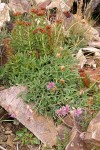 Alpine Clover w/ King's Crown Sedum