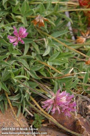 Trifolium dasyphyllum