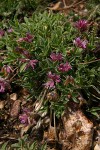 Alpine Clover