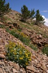 Tall Blacktip Ragwort (Slide Butterwort) on scree slope w/ Bristlecone Pines