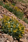 Tall Blacktip Ragwort (Slide Butterweed) on scree slope