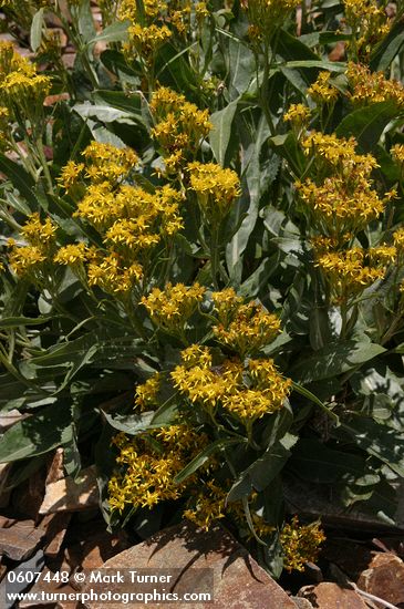 Senecio atratus