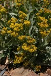 Tall Blacktip Ragwort (Slide Butterweed)