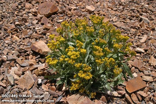 Senecio atratus