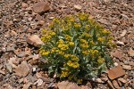 Tall Blacktip Ragwort (Slide Butterweed) on scree slope