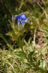 Parry's Gentian (Mountain Gentian)