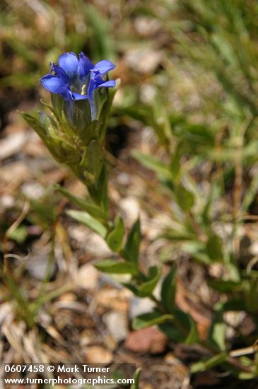 Gentiana parryi