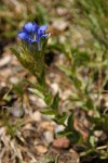 Parry's Gentian (Mountain Gentian)