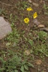 Yellow Ragweed (Ragleaf Bahia)